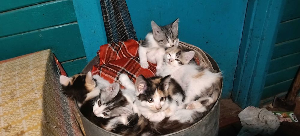 Котенята в хороші руки