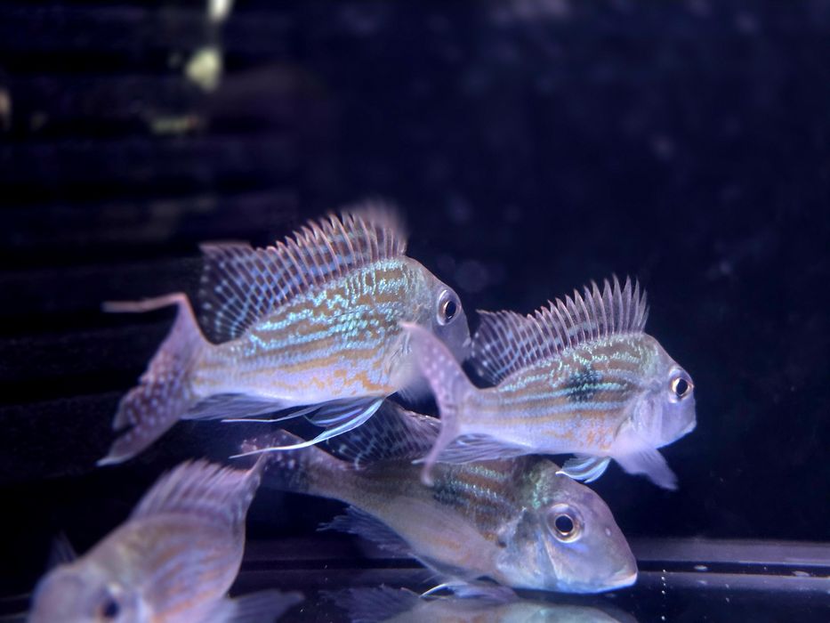 Ziemiojad sveni 10-12cm