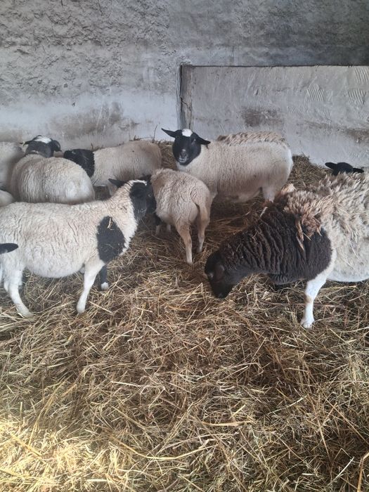 Продам на племя крос-дорперів.