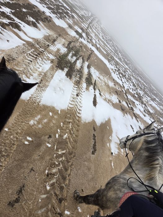 Wspóldzierżawa klaczy konia