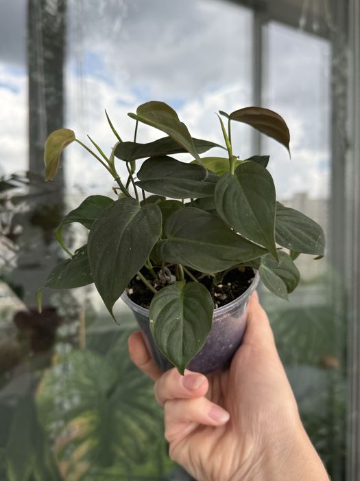 Philodendron micans / Філодендрон Міканс