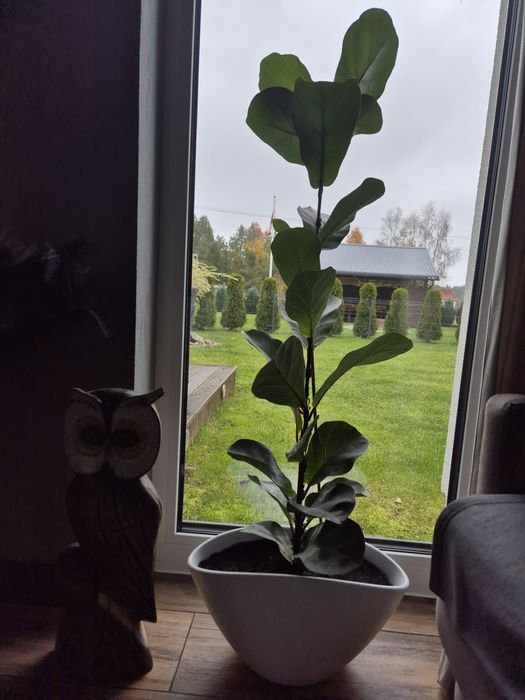 Kwiat figowiec dębolistny wysoki