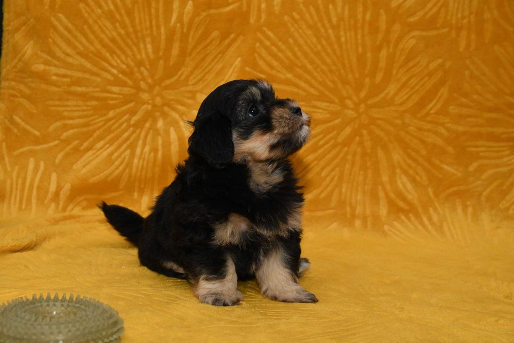 Piesek Hawańczyk z rodowodem ZHPR UCI