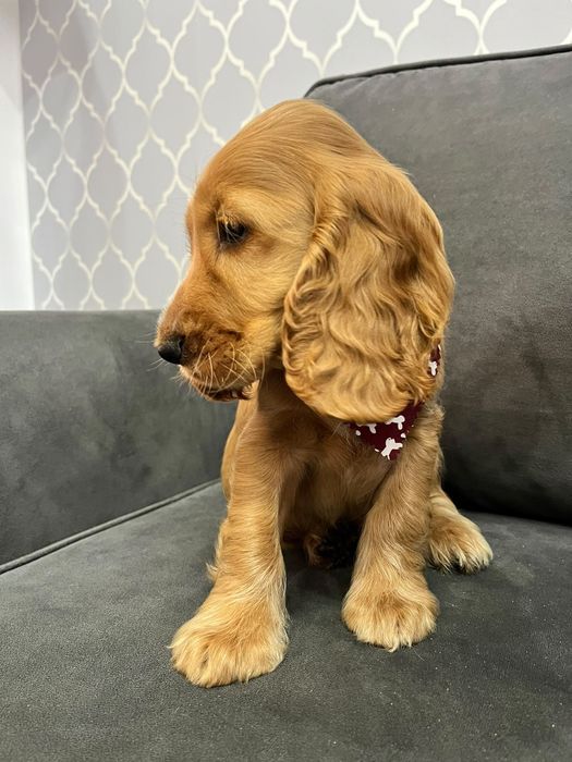 Piękny szczeniak rasy Cocker Spaniel