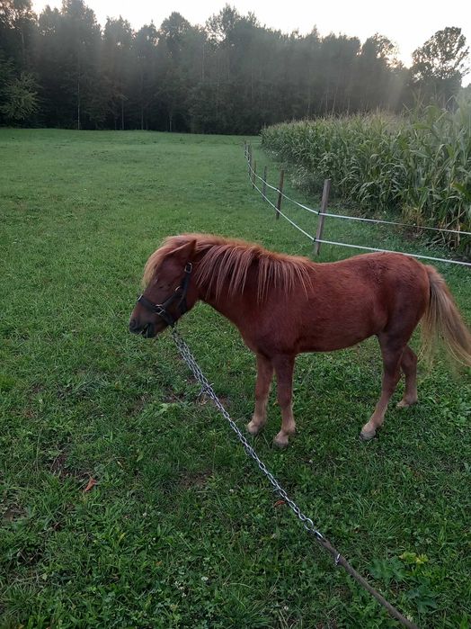 Поні 2 роки кобилка