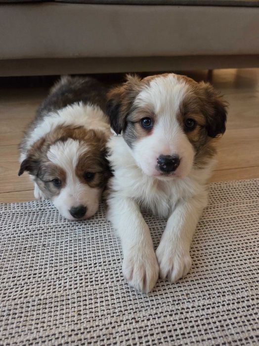 Cudowna suczka Border Collie - Zara !!