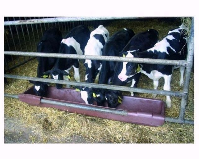 Masywne Koryto z zawiesiem dla cielat i owiec, 100 l