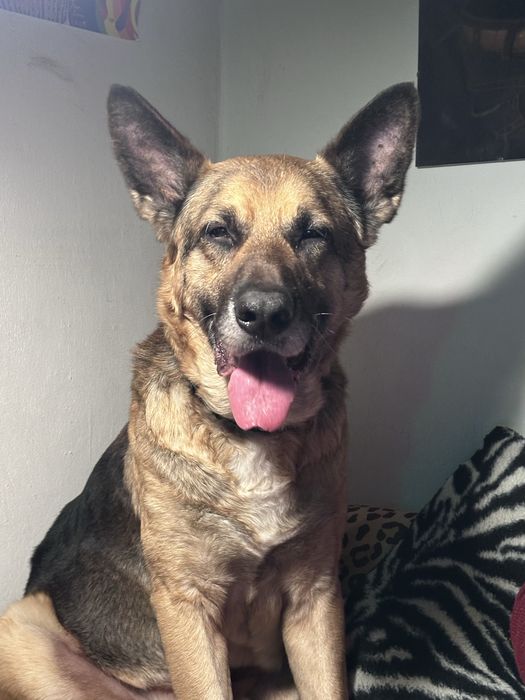 Mercuś Senior owczarek niemiecki do adopcji