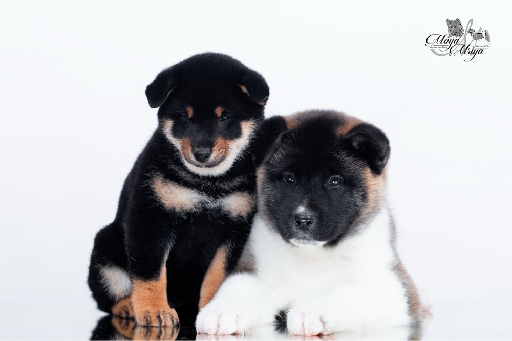 Шиба іну, дівчинка / шиба ину / сіба/ сиба/ shiba inu