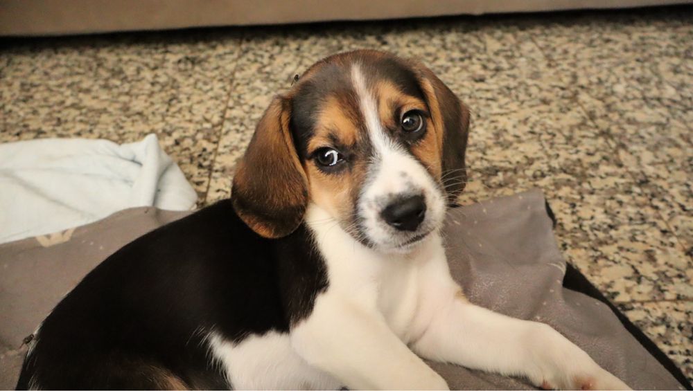Beagle femea tricolor