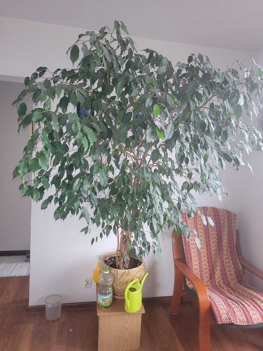 Bardzo duży i zadbany fikus benjaminek