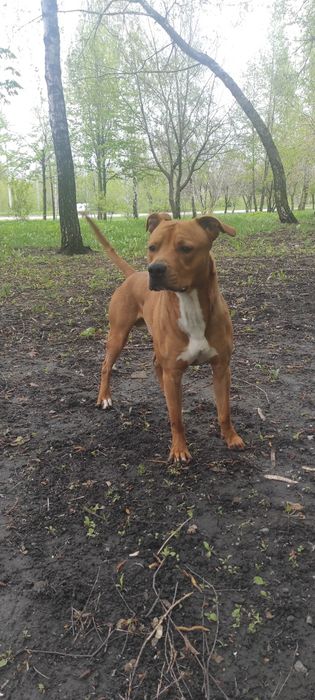 Жених ищет невесту