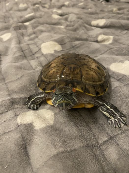 Продаю черепах з гарантією