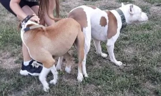 Піт-бультерер щеночьки