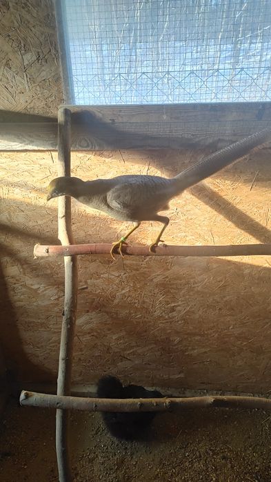 Bażant samce bananowe  bażanty