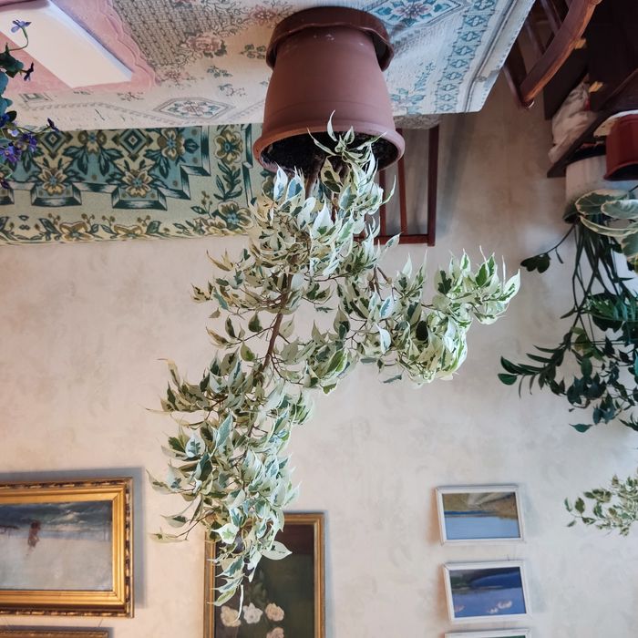 Фікуси бенджаміна