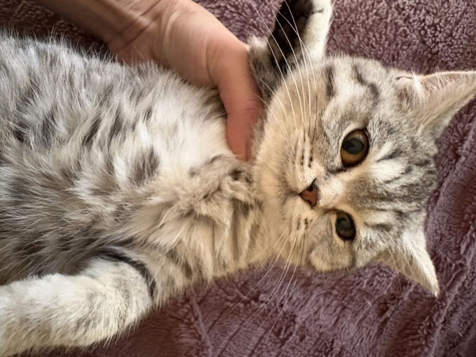 Британські короткошерстні дівчатка