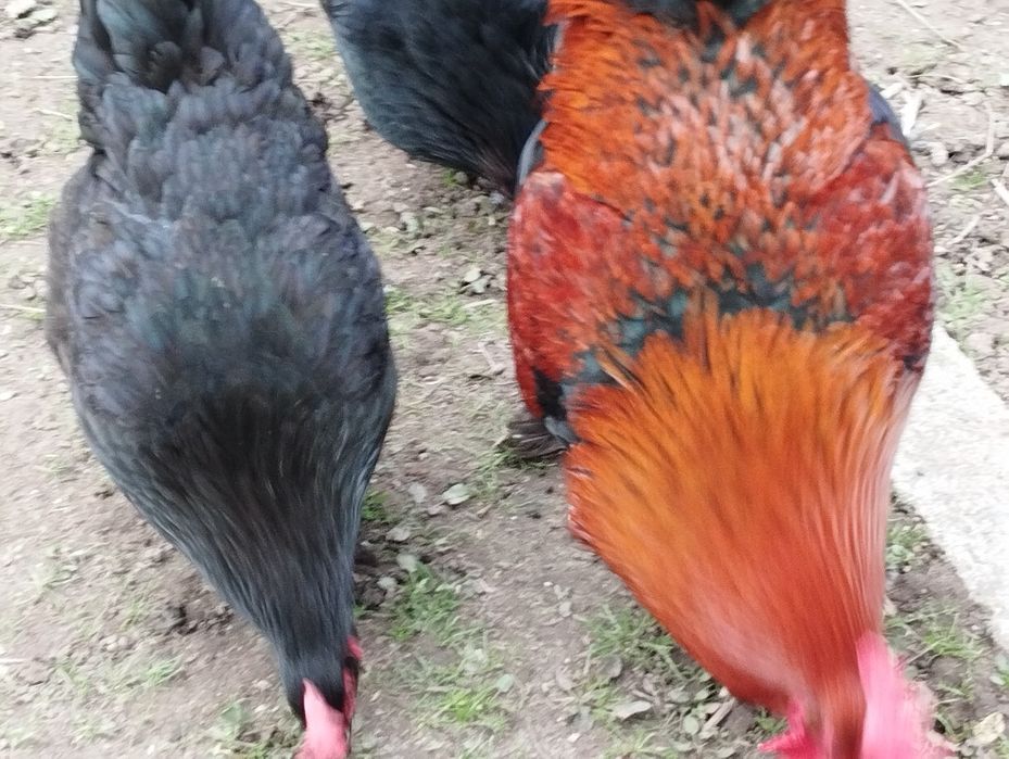 Ovos Marans ferteis