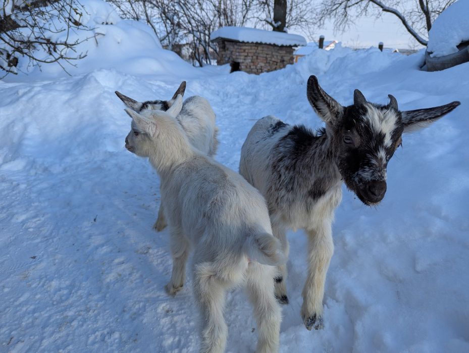 Продам козенята, кози