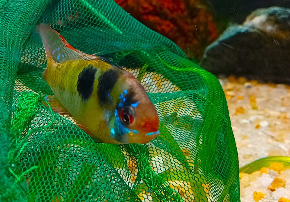 Mikrogeophagus Ramirezi German Blue Macho XL (Fotos Reais)