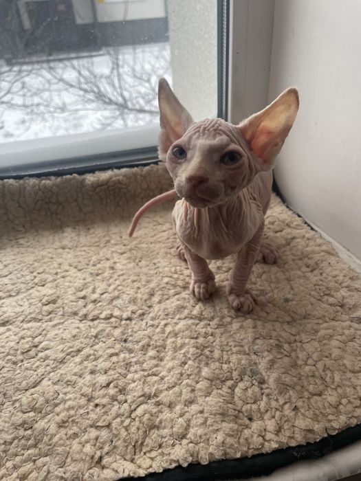 Котята сфинкс мальчики