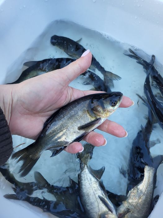 Amur karp lin karaś koi jesiotr szczupak