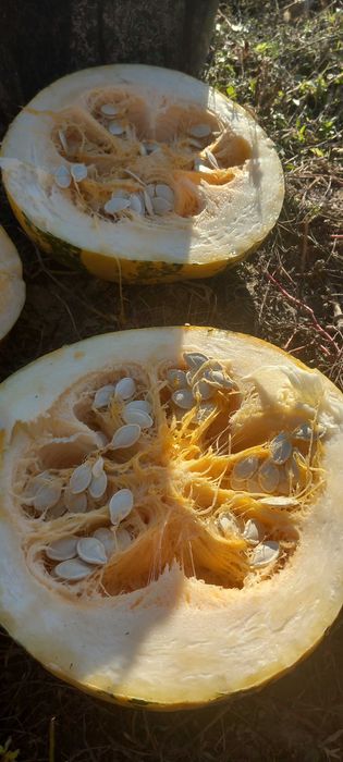 Продам насіння гарбуза Українська багатоплідна