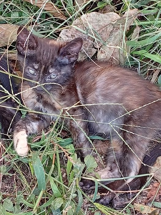 Gatos para adoção