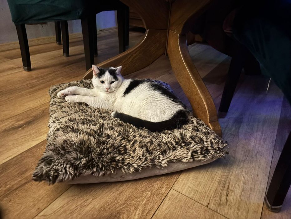 Filon i Pajączek kociaki do adopcji