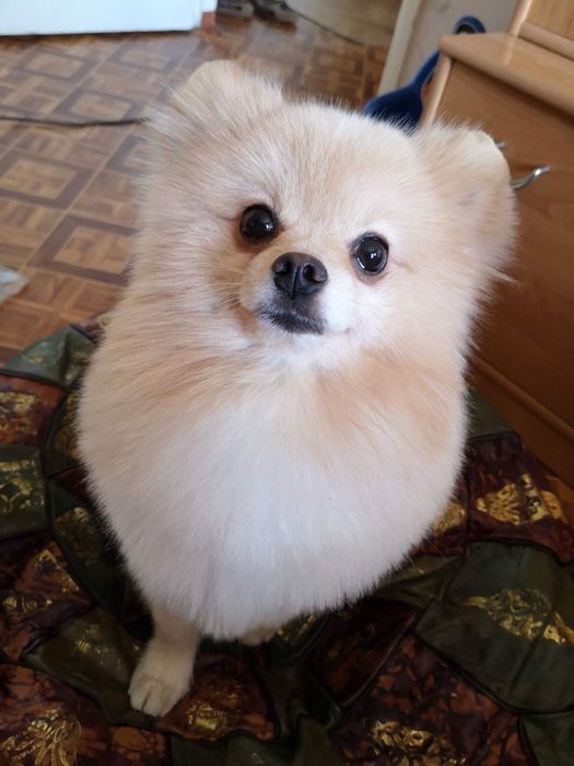 Померанский Шпиц ищет девочку для вязки