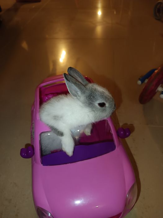 Coelhinha Mini Holandesa