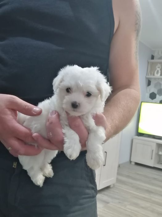 Maltańczyki śliczne maluszki