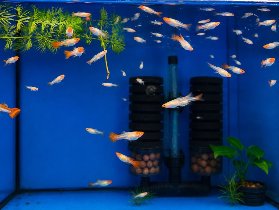 Gupik Golden koi