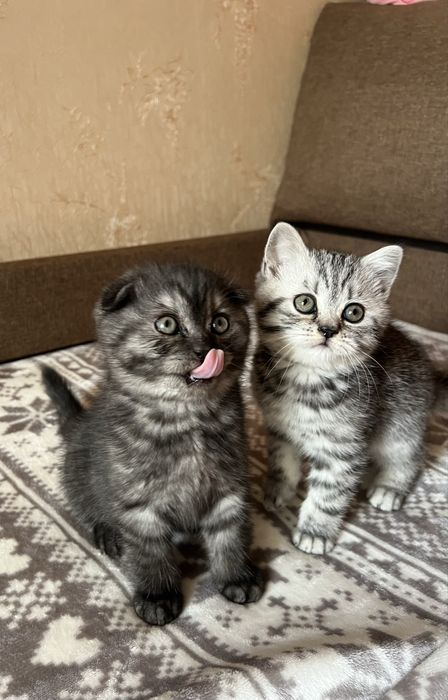 Котята (мальчики) шотландские вислоухий и прямоухий