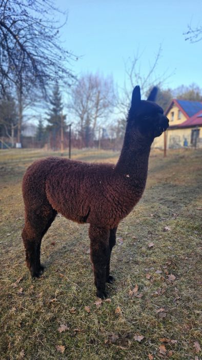 Alpaka czarny samiec