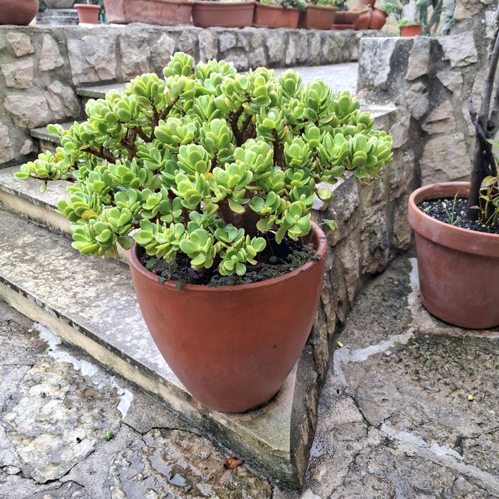 Planta Jade – Crassula ovata