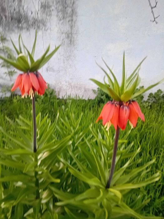 Царская корона Рябчики