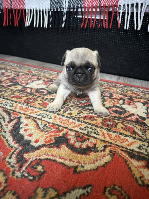 Продам Щенки Мопсики