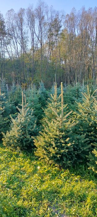 Choinki - świerk serbski