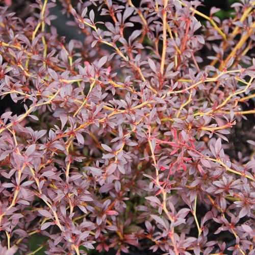 Berberis thunbergii 'Red Dream' berberys Thunberga 'Red Dream'