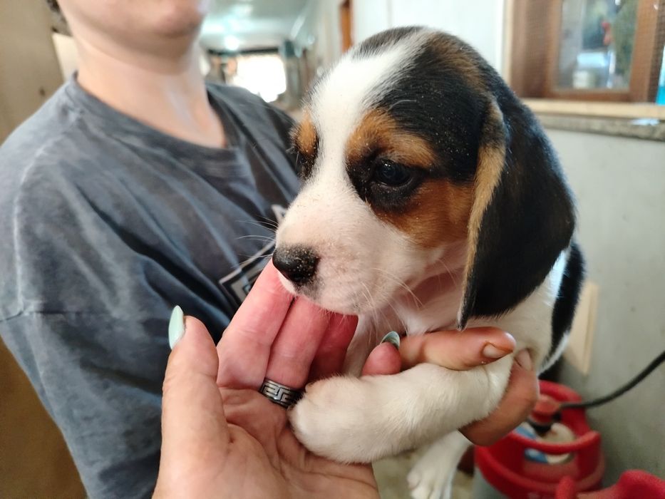 Lindíssimo menino Beagle