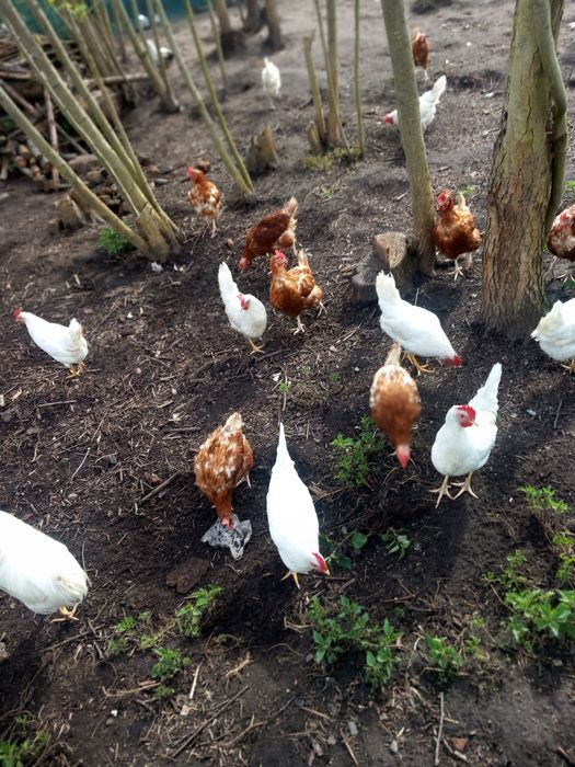 Jajka z wolnego   wybiegu