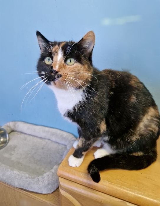 Meliska pięknie umaszczona kotka.