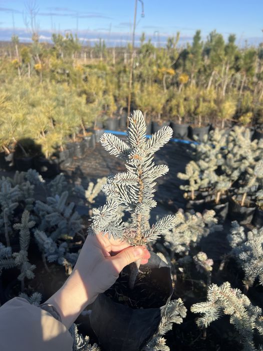 Хупсі (2,3річні), ялина блакитна