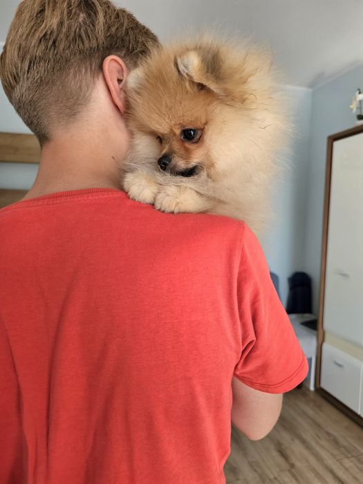 Miś pomeranian 3mc komplet szczepień