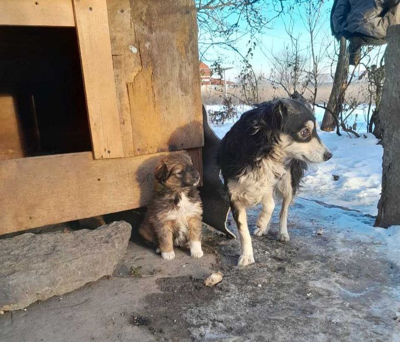 Віддам цуценя у добрі руки! БЕЗКОШТОВНО! ДІВЧИНКА