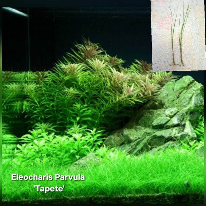 Lote 40x | 10 Espécies c/ Anubia