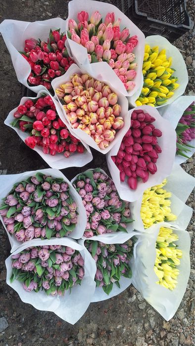 Продам цибулини тюльпанів ДО вигонки розмір 12+