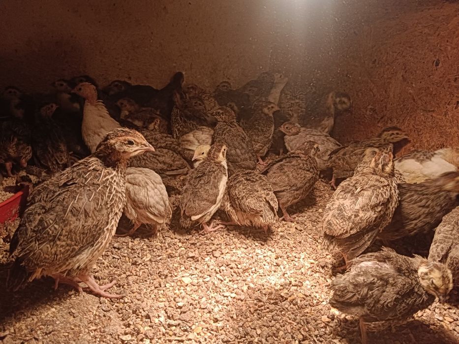 Przepiórki przepiórka w różnym wieku broilery
