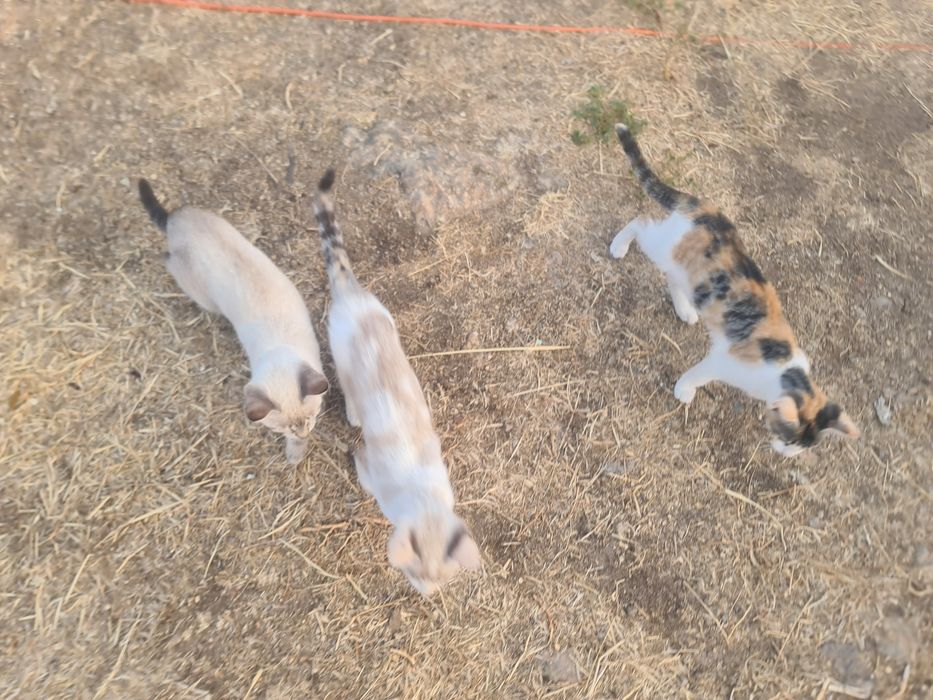 Gatinhas para adoção responsável
